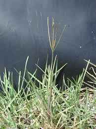 Image result for Eustachys