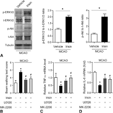 {bis} pastori cu har, pe culmi apar, albi miei in dar ducand. The Novel Exercise Induced Hormone Irisin Protects Against Neuronal Injury Via Activation Of The Akt And Erk1 2 Signaling Pathways And Contributes To The Neuroprotection Of Physical Exercise In Cerebral Ischemia Metabolism