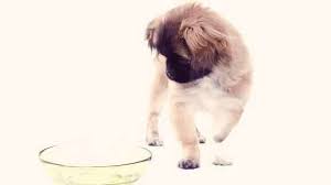 Healthy Eating For A Pekingese Petcarerx