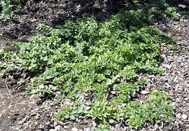 An uncommon hybrid ornamental oregano, excellent for spilling over walls or containers. Origanum Vulgare Humile Creeping Oregano
