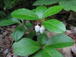 Image result for Galenia procumbens