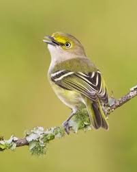 Black Bird With Yellow Breast Texas White Eyed Vireo Backyard Birds White Eyes Bird Perch