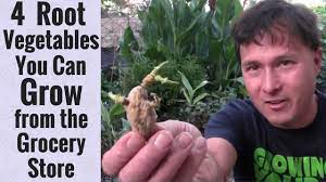 We did not find results for: 4 Root Vegetables You Can Grow From The Grocery Store Youtube
