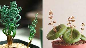 Beautiful Houseplants