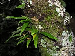 Image result for Pleopeltis macrocarpa