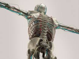 Add the pelvic bone next, simplified as a flattened circle between marks 3 and 4, with the hip joints sitting on 4 the spine then comes back forward, and peaks again (inward) a little above the pelvis (the small of the back, which. Dynamic Human Model Medical Science Health Education