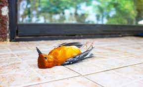Sonar Con Pajaros Muertos Recupera Tu Libertad