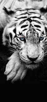 Wallpaper Iphone X Animals Beautiful Wild Animal Wallpaper Pet Tiger