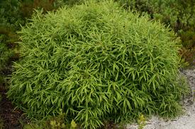 Sweet Fern Comptonia Peregrina A Tough Ground Cover Tolerates Hot Dry Nutrient Poor Soils Garden Shrubs Shrubs Planting Shrubs