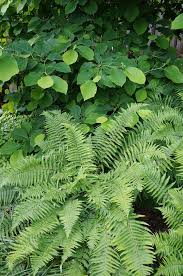 Https Flic Kr P U6xpcn Dryopteris Cycadina Shaggy Shield Fern 2 Ferns Woodland Garden Plants