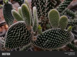 The secrets to growing healthy cacti indoors include providing them with plenty of sunlight, not overwatering, and using the right soil. Cactus Plant Opuntia Image Photo Free Trial Bigstock