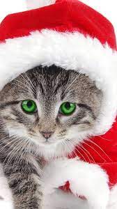 Christmas Cat Phone Wallpaper Hd Kitten Wallpaper Cat Phone Wallpaper Christmas Cats