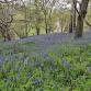 Walk and Talk – Bluebells event image