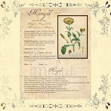 Marigold Magick Herb Marigold Correspondences Marigold Witchcraft Downloadable Printable Page Herb Magic For Book Of Shadows Magic Herbs Magick Book Of Shadows