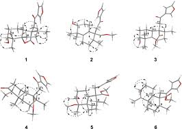 Image result for Croton steenkampianus