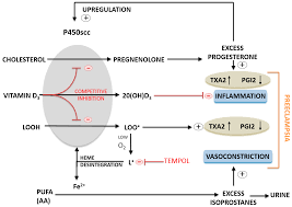 Follow your doctor's instructions very closely. Ijms Free Full Text A Proposed Molecular Mechanism Of High Dose Vitamin D3 Supplementation In Prevention And Treatment Of Preeclampsia