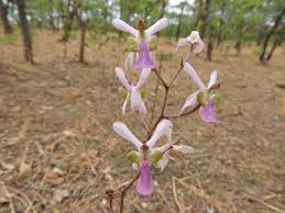 Image result for Eulophia livingstoneana