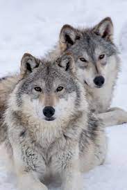 They Might be Giants| Bxbxb | Adopt a wolf, Wolf pictures, Beautiful wolves