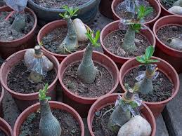We did not find results for: Desert Rose Bonsai Tree How To Plant Grow And Care Florgeous