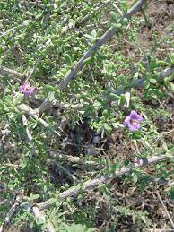 Image result for Lycium mascarenense