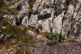 Image result for Lopholaena brickellioides