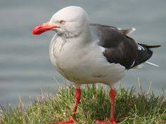 Distancia que hay entre el ecuador y cualquier punto de la superficie terrestre. 12 Ideas De Aves Aves Aves Argentinas Ushuaia