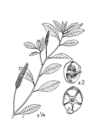 Image result for Sphenoclea zeylanica