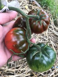En primer lugar, es necesario considerar las características de la variedad. Adora Sweet Marmande Tomate Aktuell Ausverkauft Shop Harvest Heaven Peinemann Natursaat