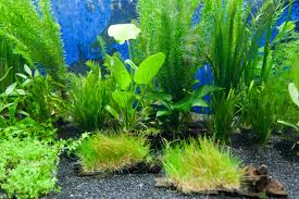 Microsorum pteropus atau memiliki nama lain java ferm merupakan tanaman aquascape yang mudah tumbuh dan tidak memerlukan perawatan yang rumit. 8 Tanaman Aquascape Paling Mudah Dipelihara Trikmerawat Com