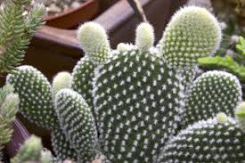 Cactus thorn (サボテンのトゲ, saboten no toge?), also known as cactus spine, is a recurring item in the series. Caring For 12 Mistakes Beginners Make With Succulents Debra Lee Baldwin