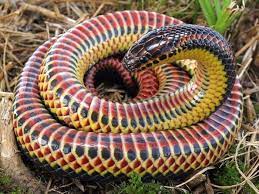 This Woman Found A Rare Rainbow Snake In Florida That Hasn T Been Seen Since 1969 Rainbow Snake Snake Ocala National Forest