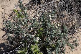 Image result for Hypertelis bowkeriana