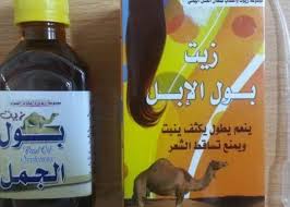 هن بعد إثارته الجدل هل بول الإبل فعال في علاج مشكلات الشعر