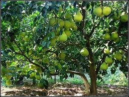 90 ($10.90/count) get it as soon as thu, jun 24. Pick A Pomelo From A Tree I Grew Up Eating These They Are Still My Favorite Fruit It S Like A Grapefruit That Married A Ja Jeruk Bali Tanaman Ide Berkebun