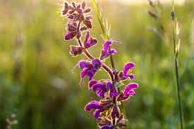 Maybe you would like to learn more about one of these? 10 Beautiful Flowering Perennials For California Landscapes Wild Bloom