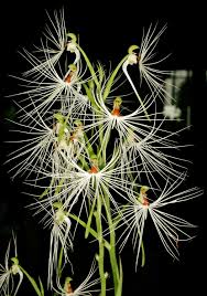Image result for Hunteria myriantha