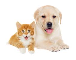 Our home delivery program provides affordable, quality medications, coupled with convenient autoship programs so your pet's medications are delivered to your home, on time, just when you need it. Charlotte Veterinary Hospital