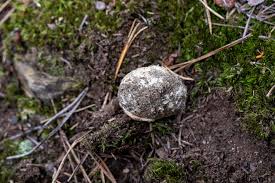 Image result for Scleroderma polyrhizon