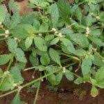 Image result for Aerva leucura