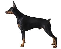 It has been said that for some hunting dogs, tail docking is beneficial for their work and their health, because it would facilitate their passage. Tail Docking In An Adult Dog
