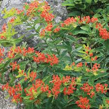 Maybe you would like to learn more about one of these? 7 Important Host Plants For Pollinators Finegardening