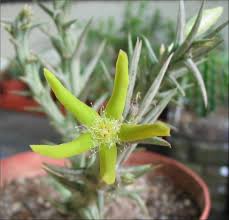 Image result for Orbea rogersii