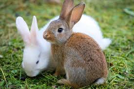 The rabbit symbolism of longevity is very true because of its ability to reproduce and build ancestry. Is The Easter Bunny A Pagan Symbol Diocese Of Westminster Youth Ministry