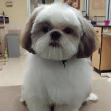 Maybe you would like to learn more about one of these? Dog Groooming With Love Lucky Puppy Dog Grooming