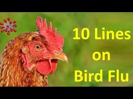 In the 2014 outbreak, some people caught h5n1 from bird flu symptoms in people can vary. 10 Lines On Bird Flu In English Bird Flu In Humans Symptoms Of Bird Flu In Birds Human Youtube