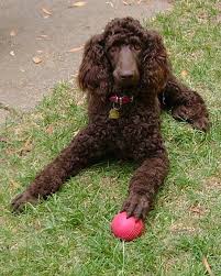 Tribute Wall — BirchBark Foundation
