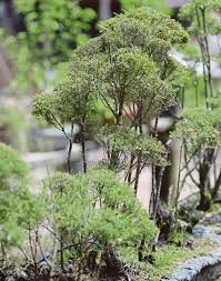 Untuk bonsai anggur brasil memang langka, jadi memang mahal, kata riki. Bonsai Selamatkan Nurseri Pesara Daripada Berkubur Bhplus Berita Harian