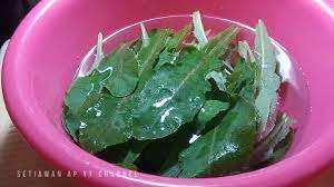 Pin Di Tempuyung Sonchus Arvensis