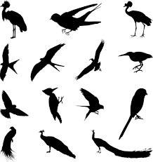 Various Birds Silhouettes Set Bird Black Flying Heron Hummingbird Pigeon Sparrow Wings Bird Silhouette Silhouette Vector Graphic Design Art