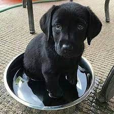 Pin On Lovely Labrador Guides